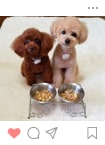Instagramに投稿されたわんちゃん3