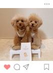 Instagramに投稿されたわんちゃん6