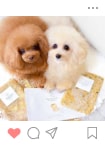 Instagramに投稿されたわんちゃん11