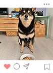 Instagramに投稿されたわんちゃん14