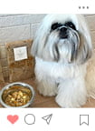 Instagramに投稿されたわんちゃん17