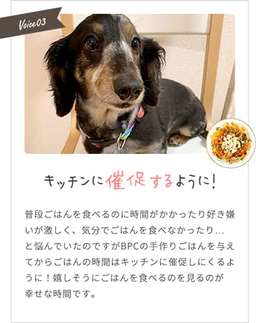 【キッチンに催促するように！】嬉しそうにごはんを食べるのを見るのが幸せな時間です。