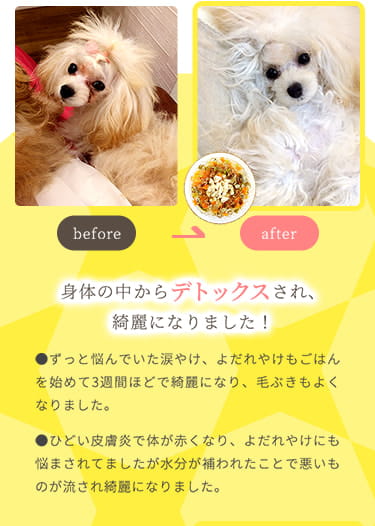 ずっと悩んでいた涙やけ、よだれやけもごはんを始めて3週間ほどで綺麗になり、毛ぶきもよくなりました。